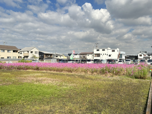 お花畑の画像