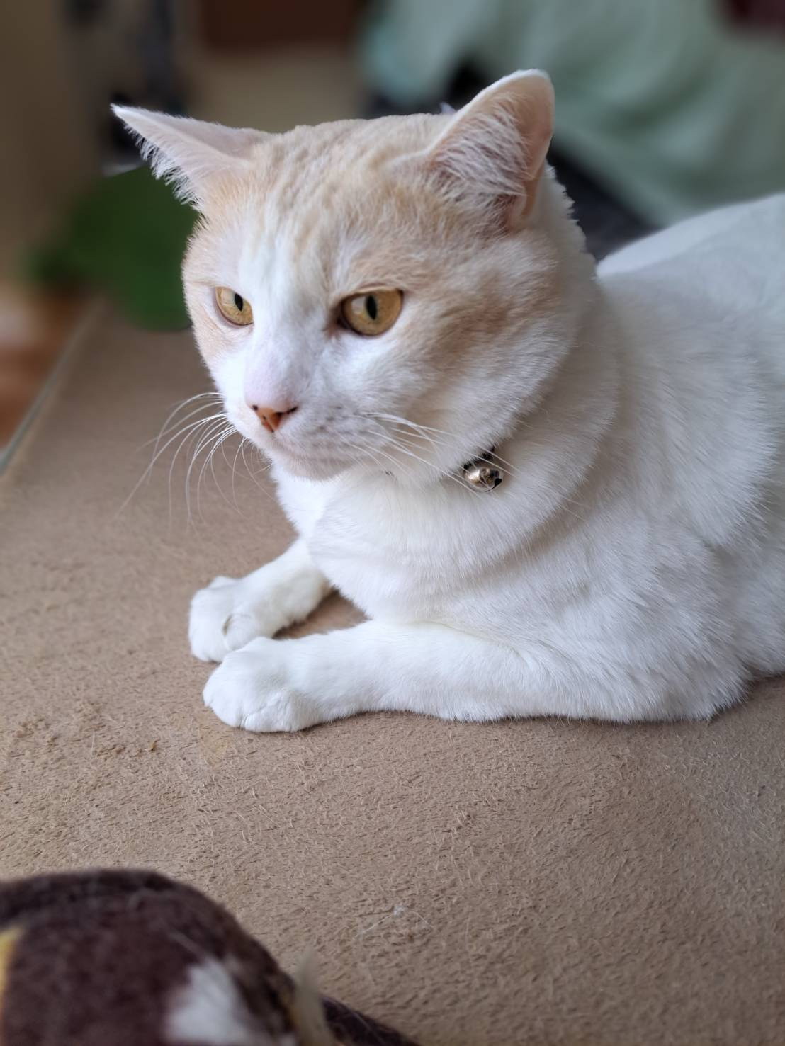 今日のねこの画像