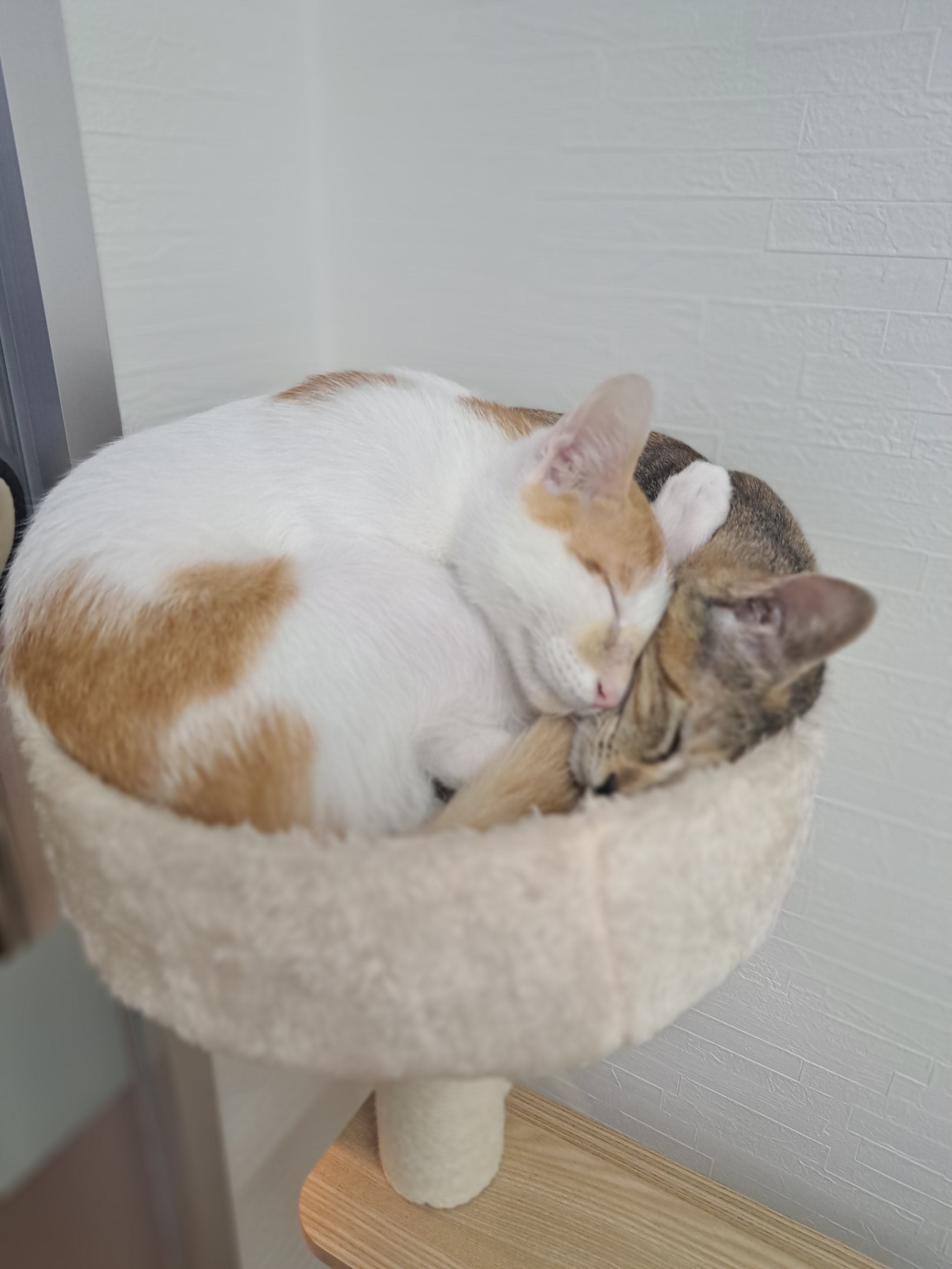 今日のネコの画像