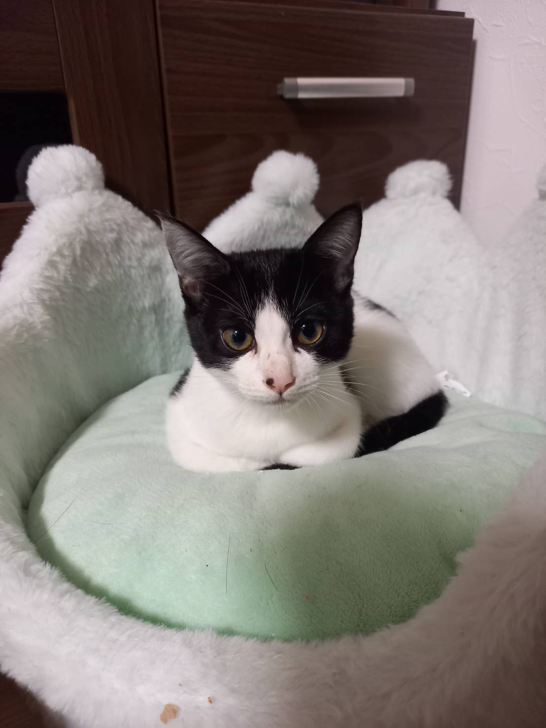 今日のねこの画像