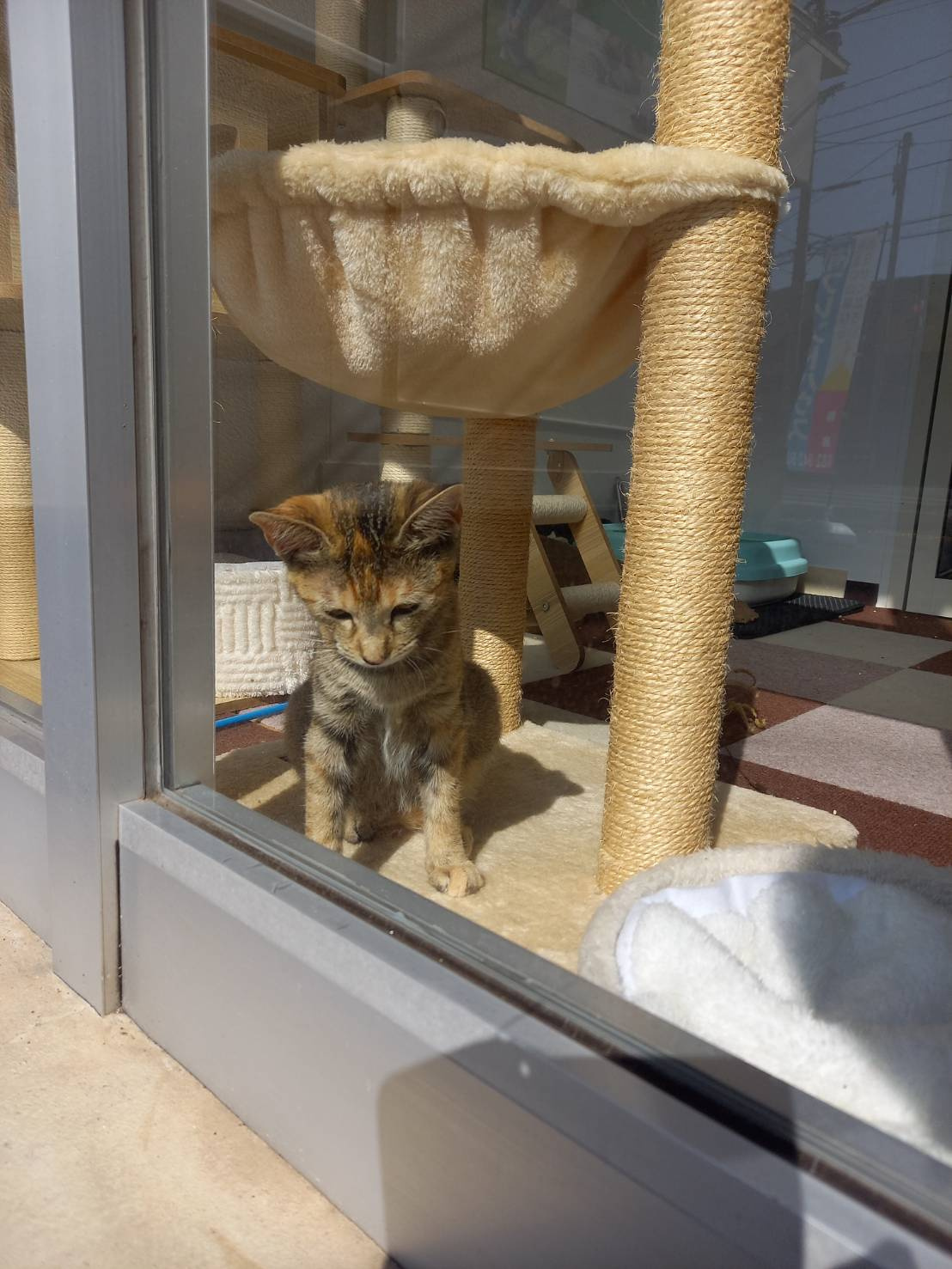 今日のねこの画像