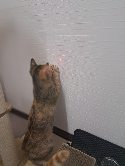 今日のネコの画像