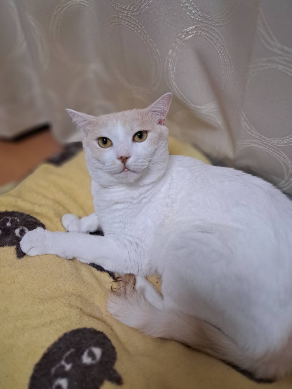 今日のねこの画像