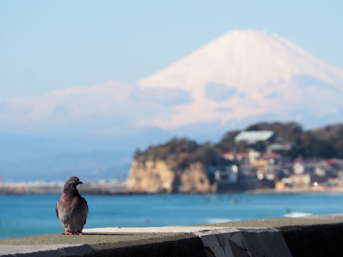 七里ガ浜海岸＠鎌倉の画像