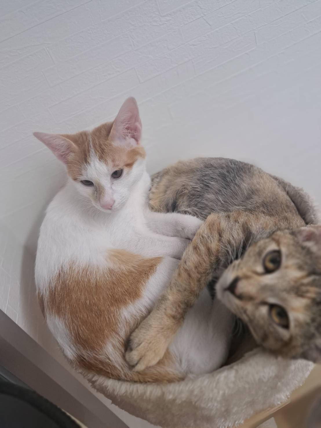今日のネコの画像