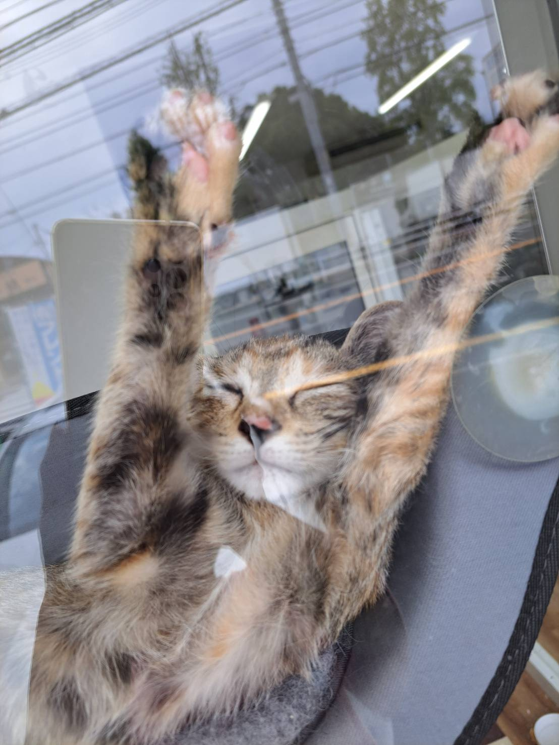 今日のねこの画像