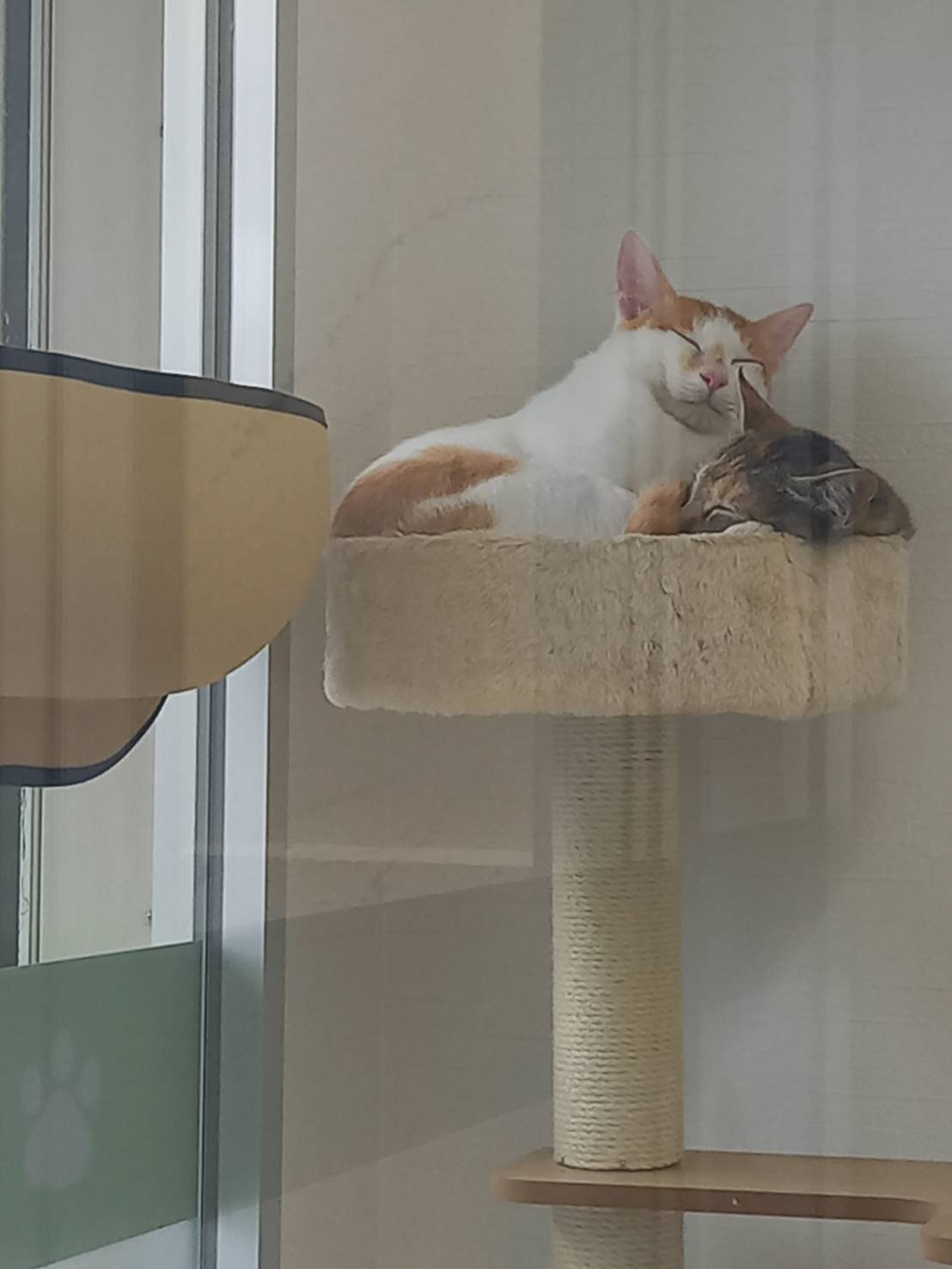 今日のねこの画像
