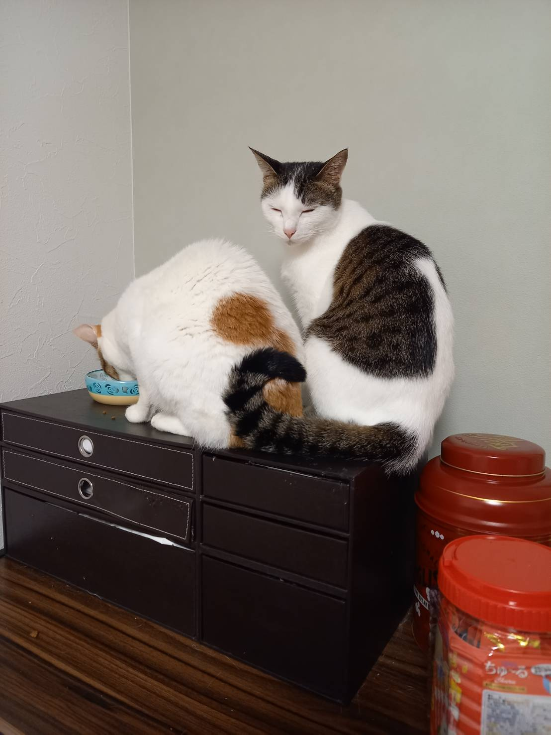 今日のねこの画像