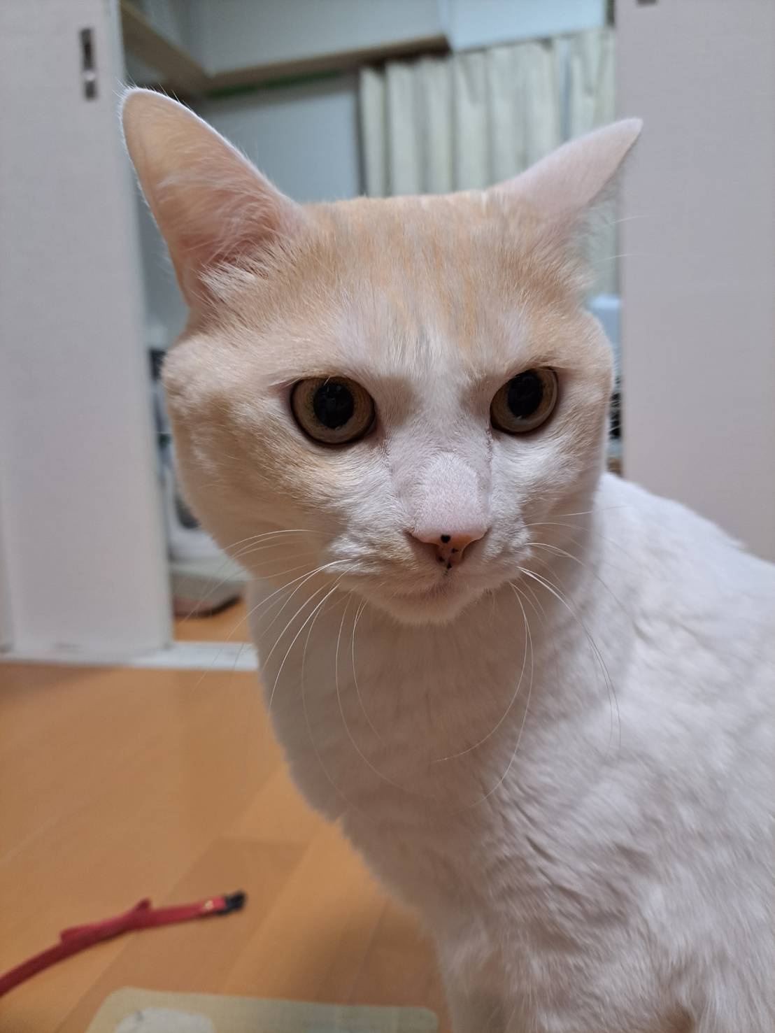 今日のネコの画像