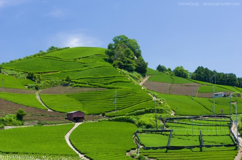 茶源郷の画像