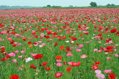 第４回こうのす花まつり開催中！の画像