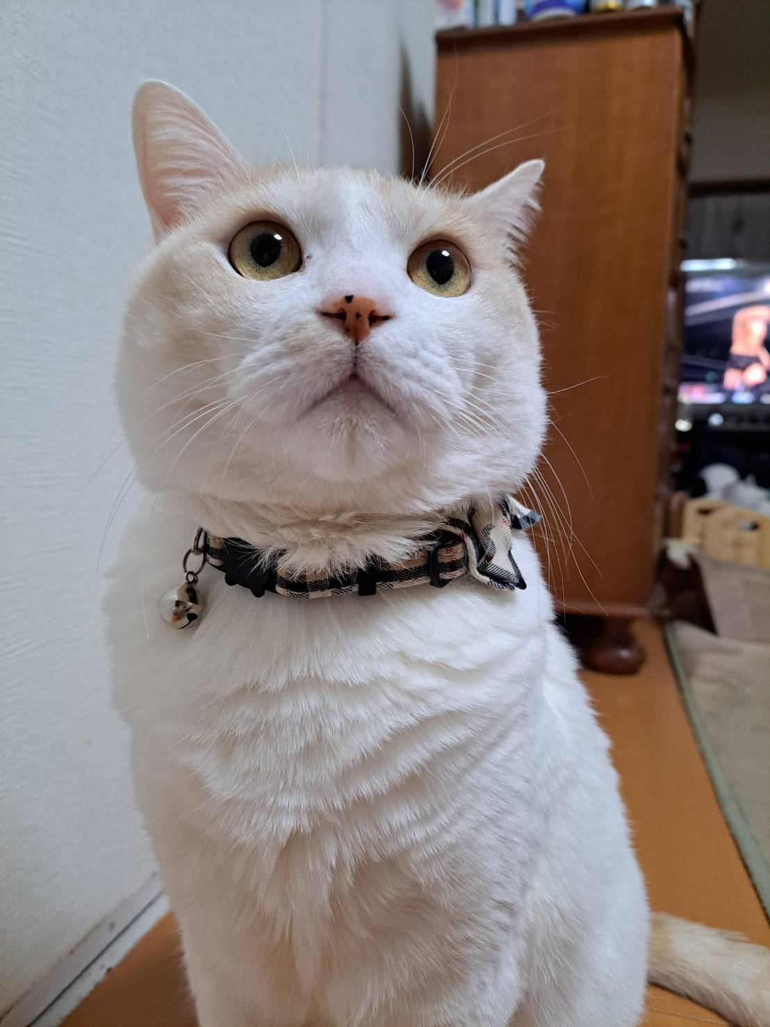 今日のねこの画像