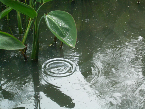 梅雨の画像