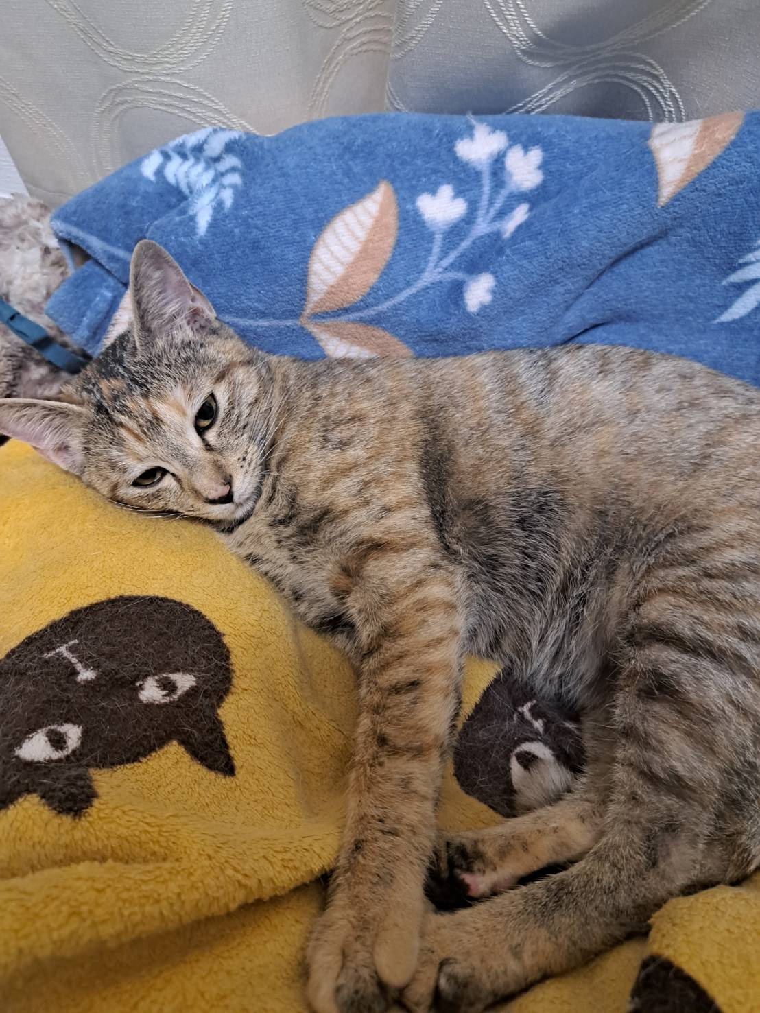 今日のネコの画像