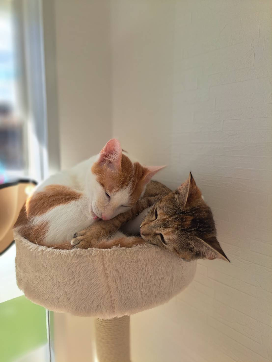 今日のねこの画像