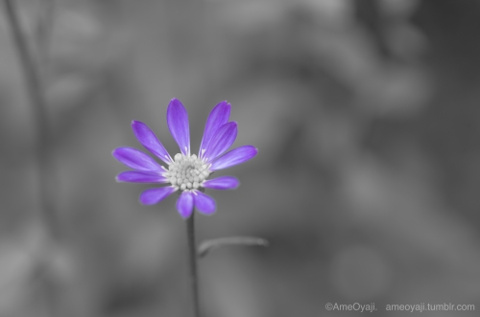 ミヤコワスレの画像