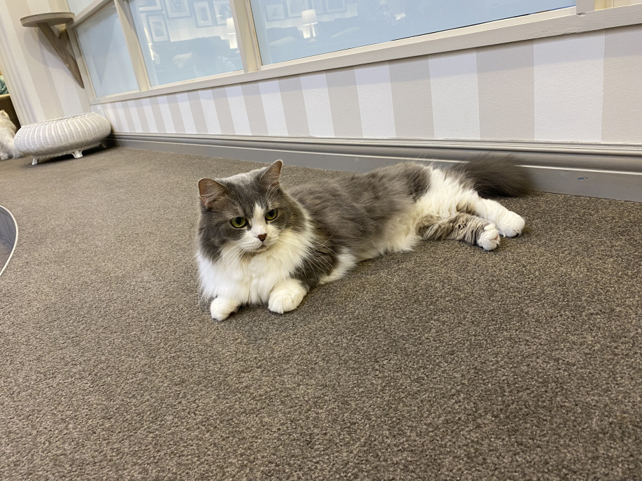 猫カフェ8時間滞在＊幸せの画像