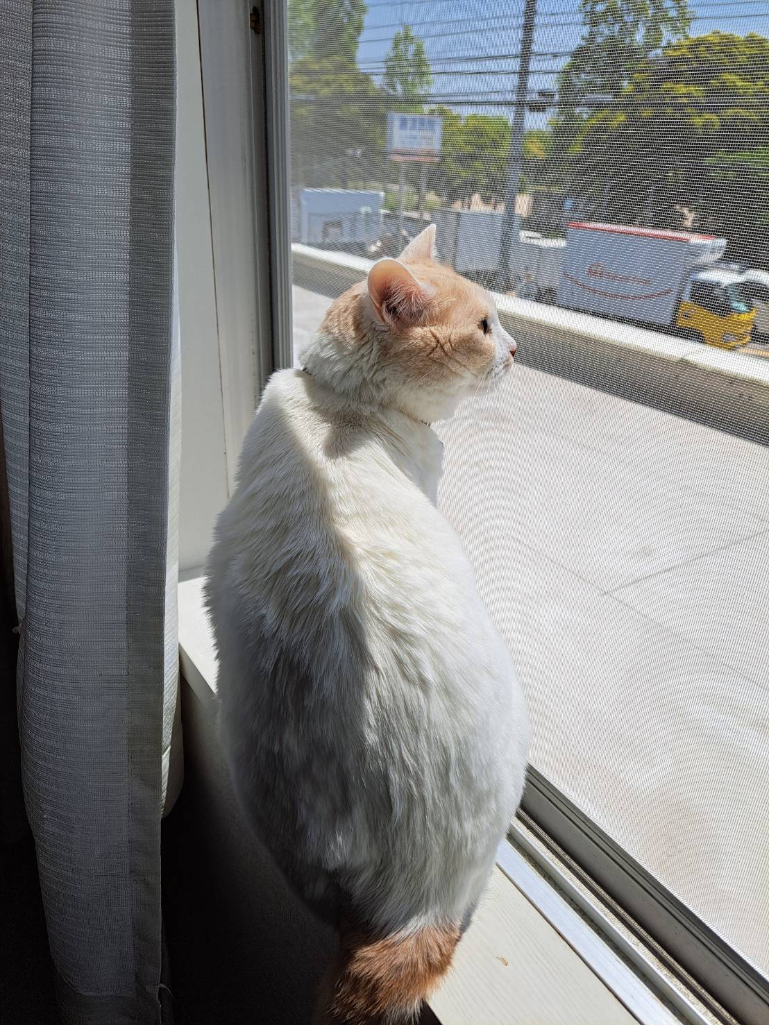 今日のねこの画像