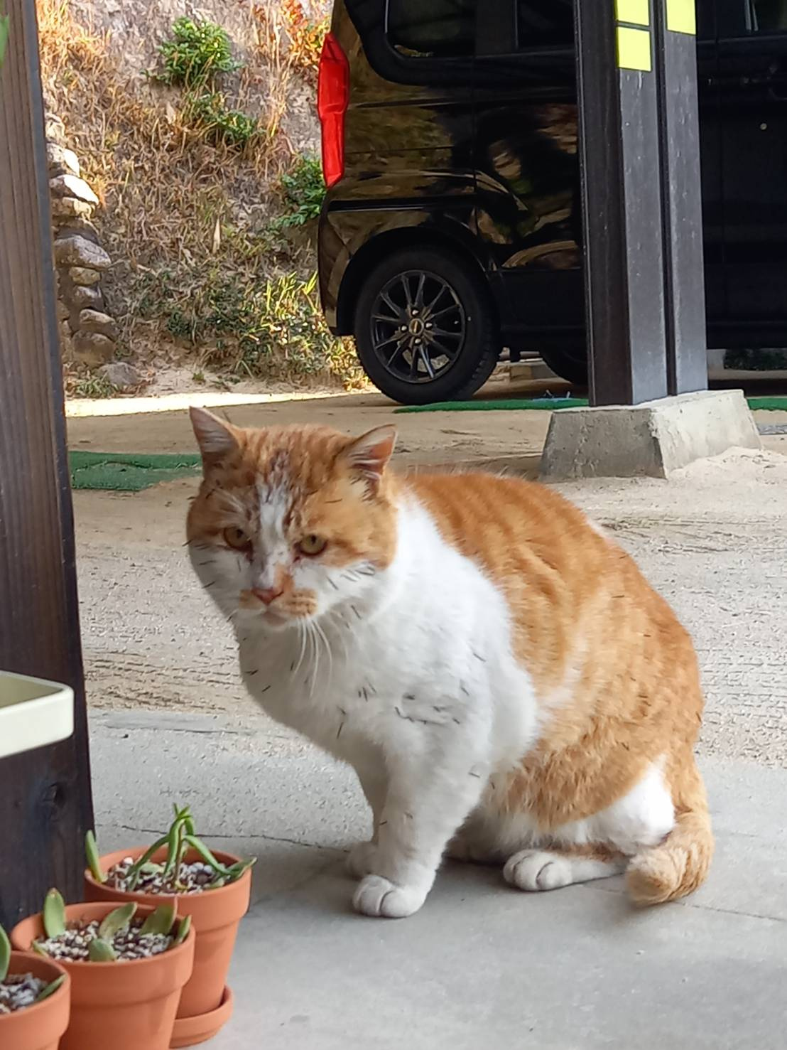 今日のねこの画像