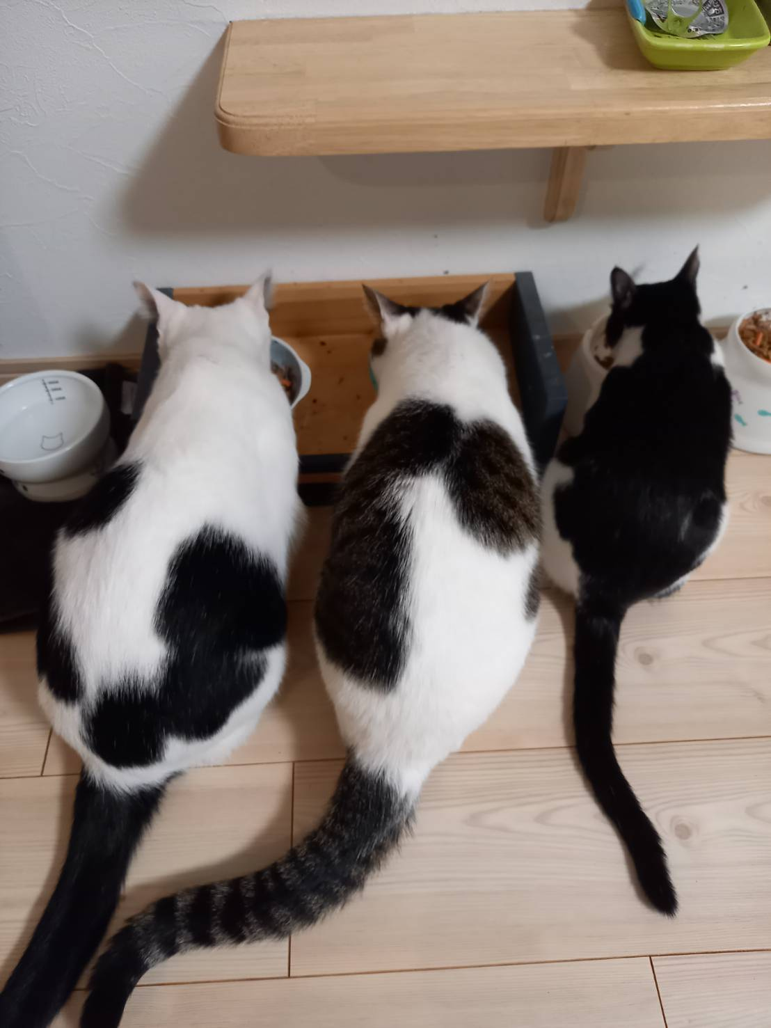 今日のねこの画像