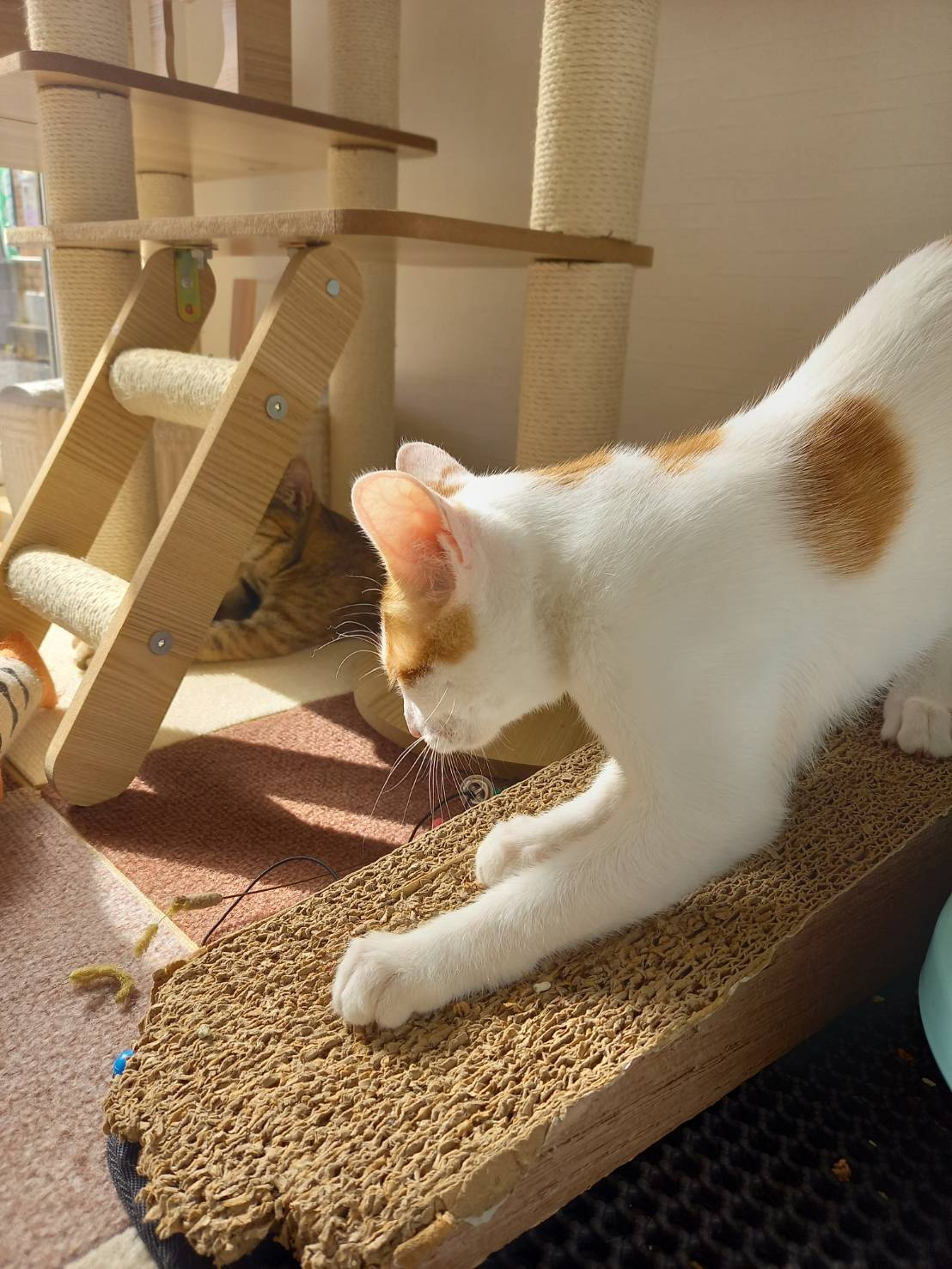 今日のねこの画像