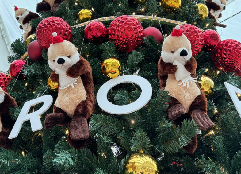 （地域のイベント情報）マリンワールド海の中道のクリスマスの画像