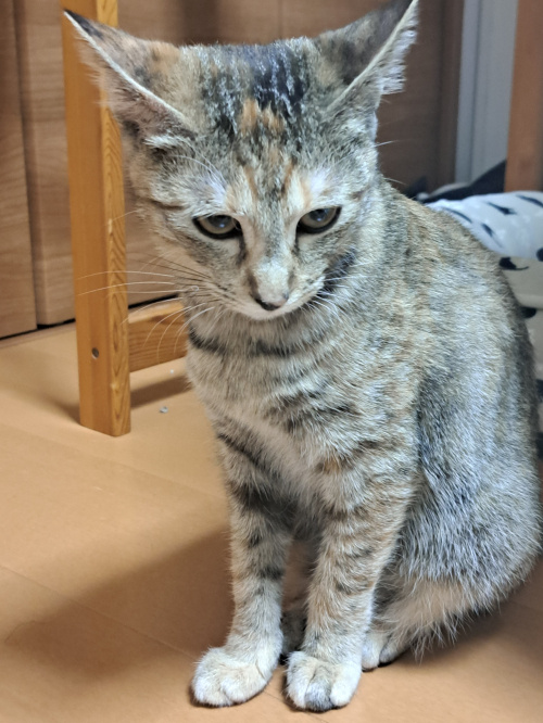 今日のネコの画像