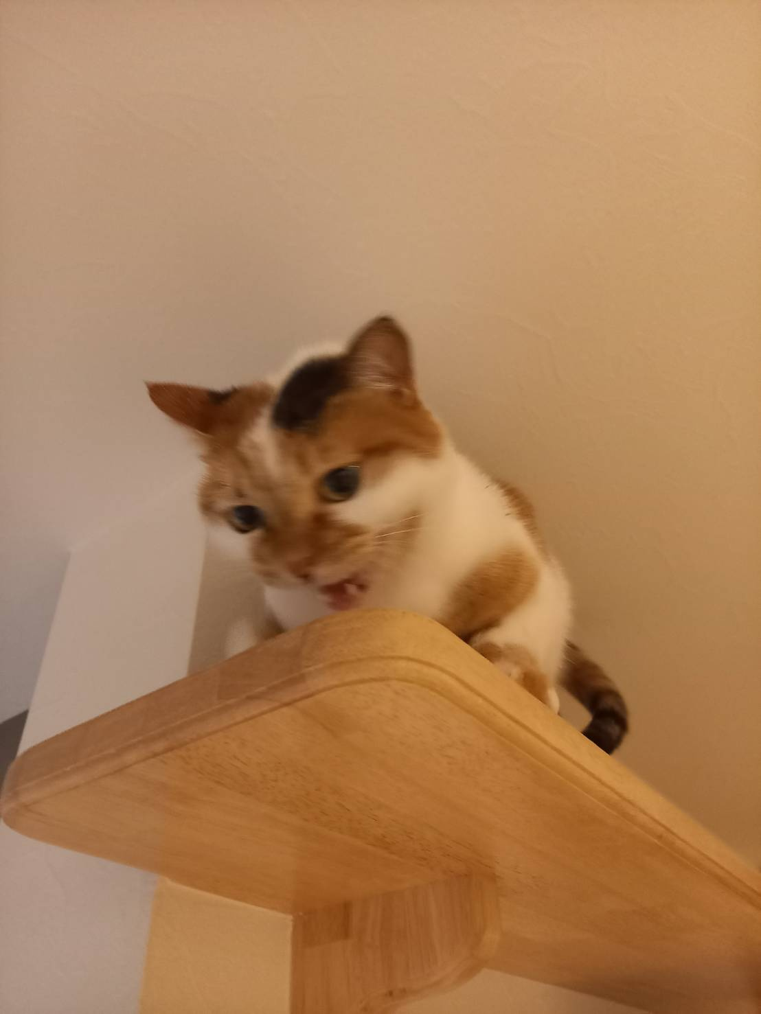 今日のねこの画像