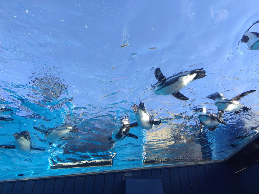 天空のオアシス：サンシャイン水族館の画像
