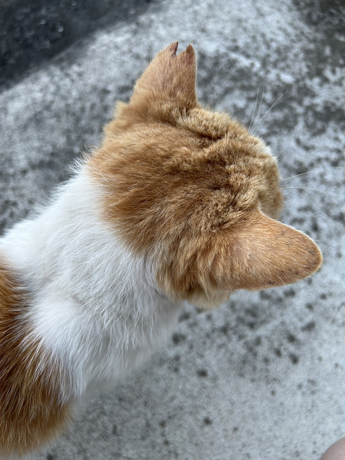 今日のねこの画像