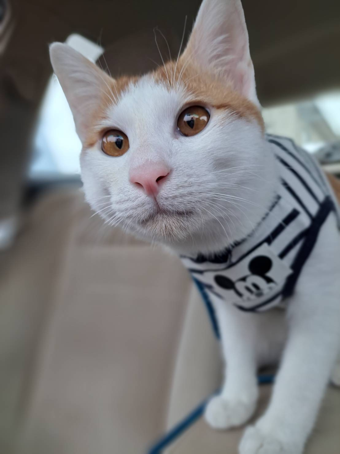 今日のネコの画像
