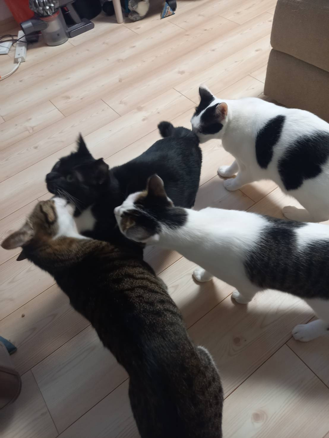 今日のねこの画像