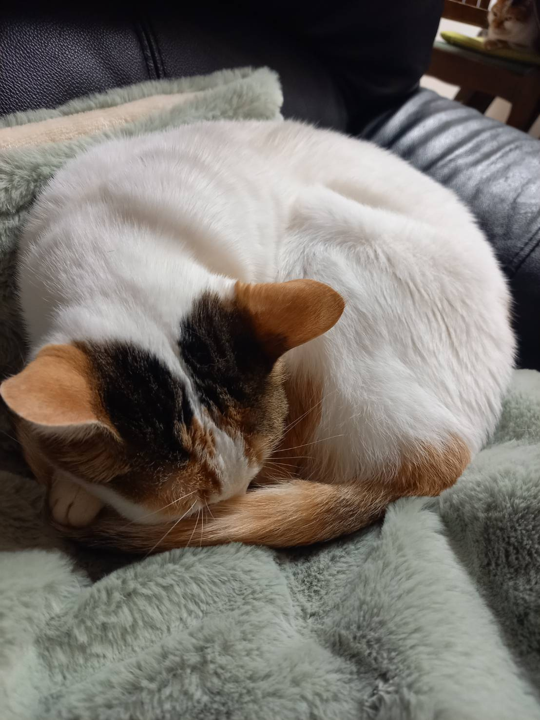 今日のねこの画像