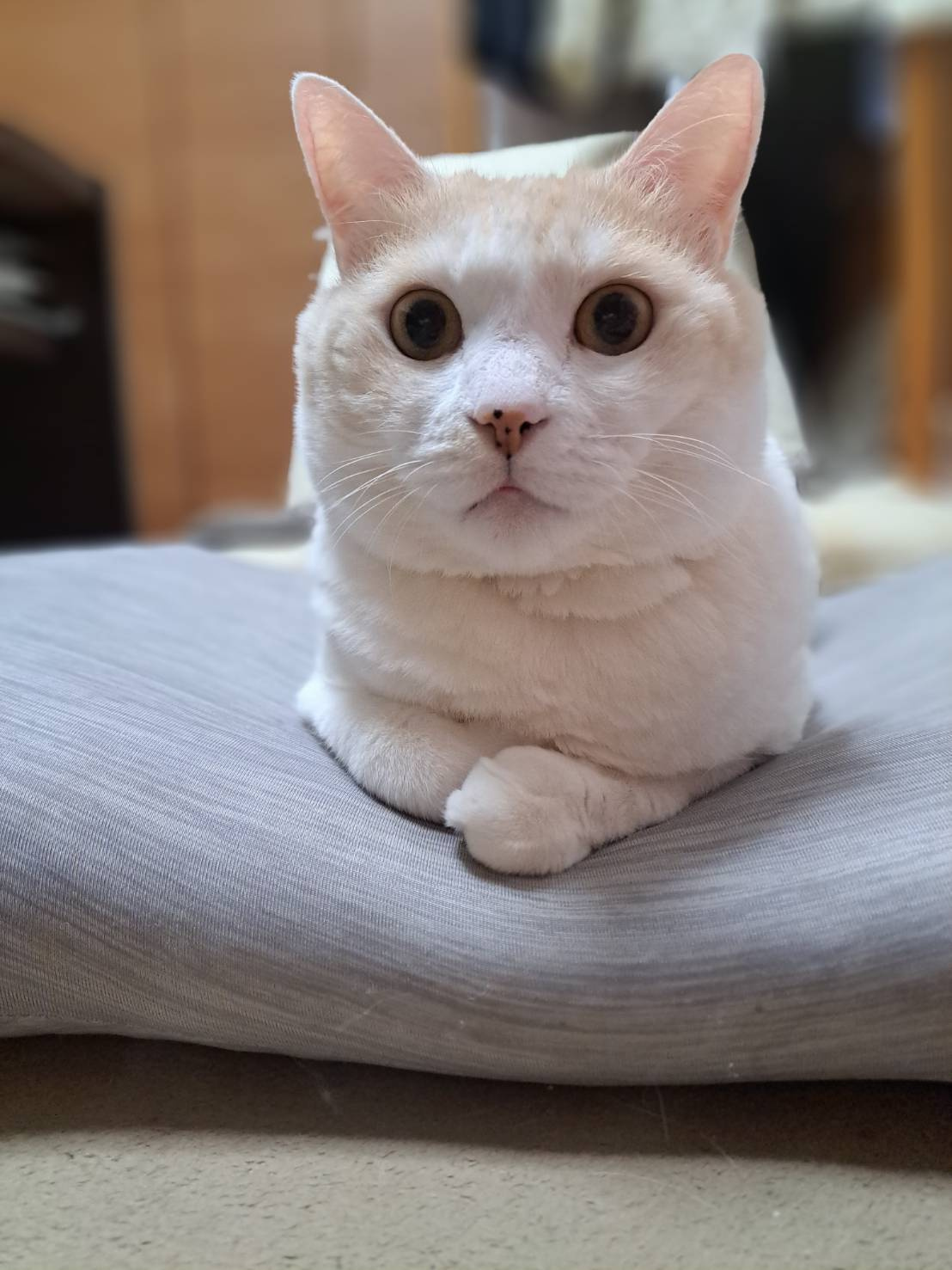 今日のねこの画像