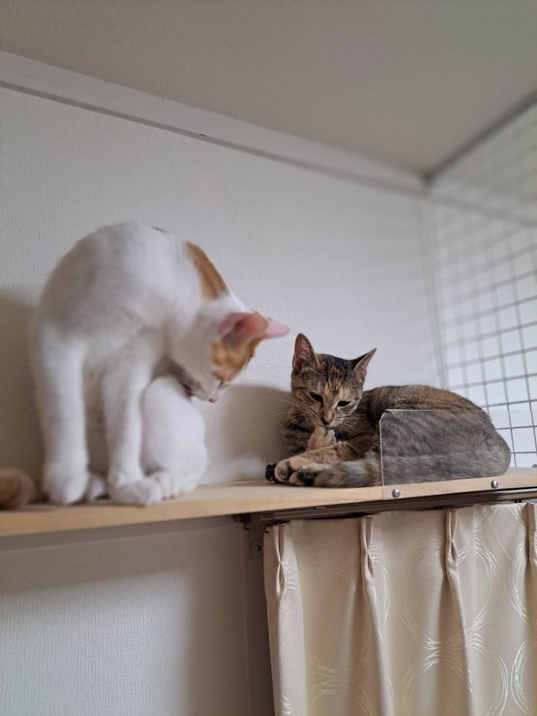 今日のねこの画像