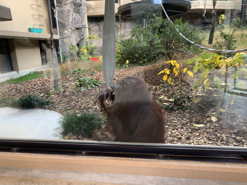新春、新たな友達に出会う喜び！ジュリーとミンピーの素敵な時間...の画像