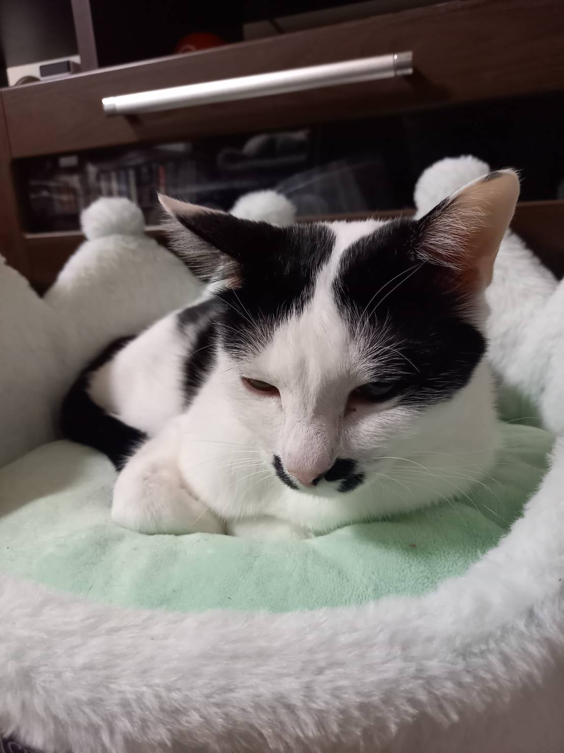 今日ねこの画像