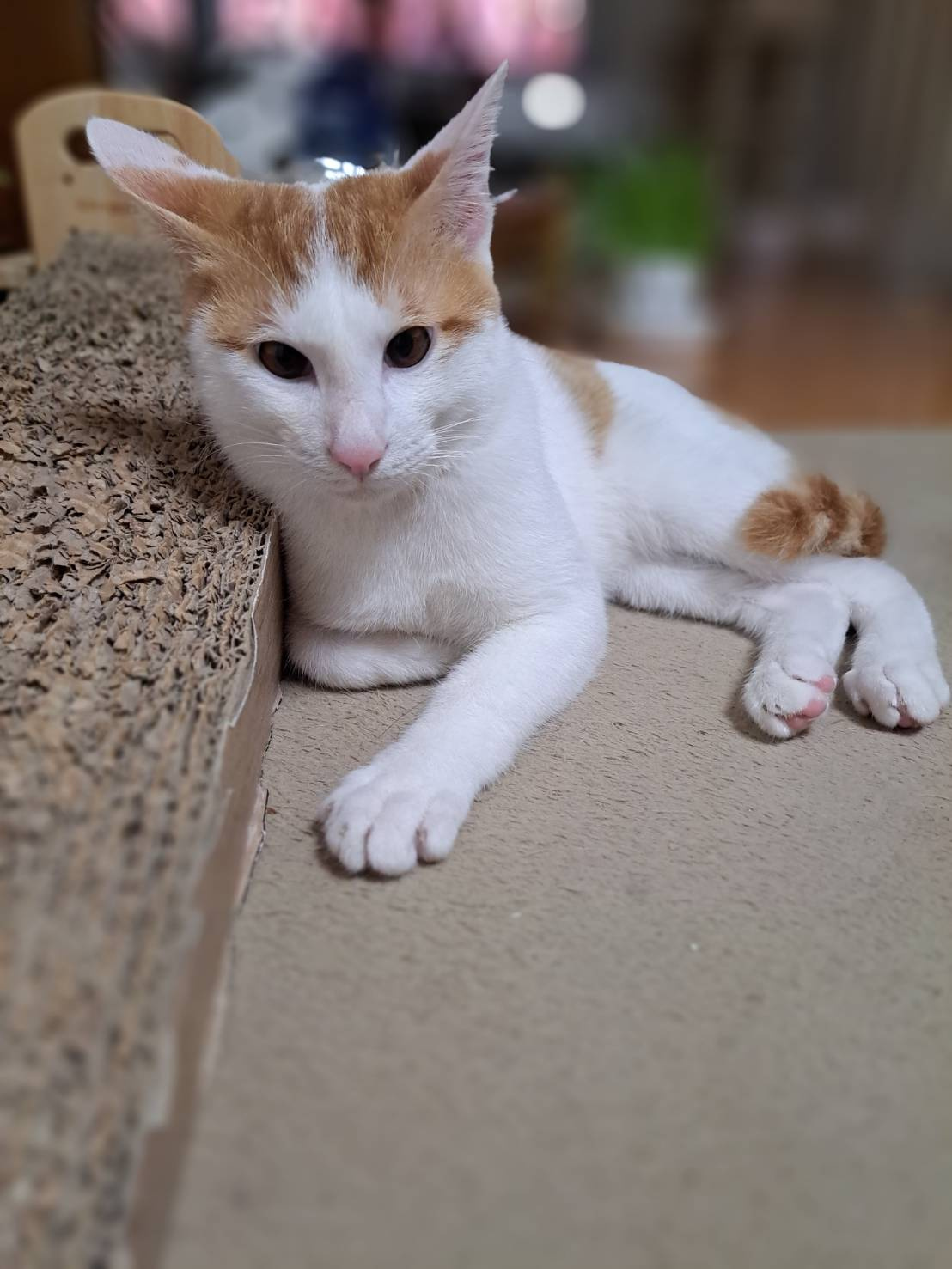 今日のねこの画像