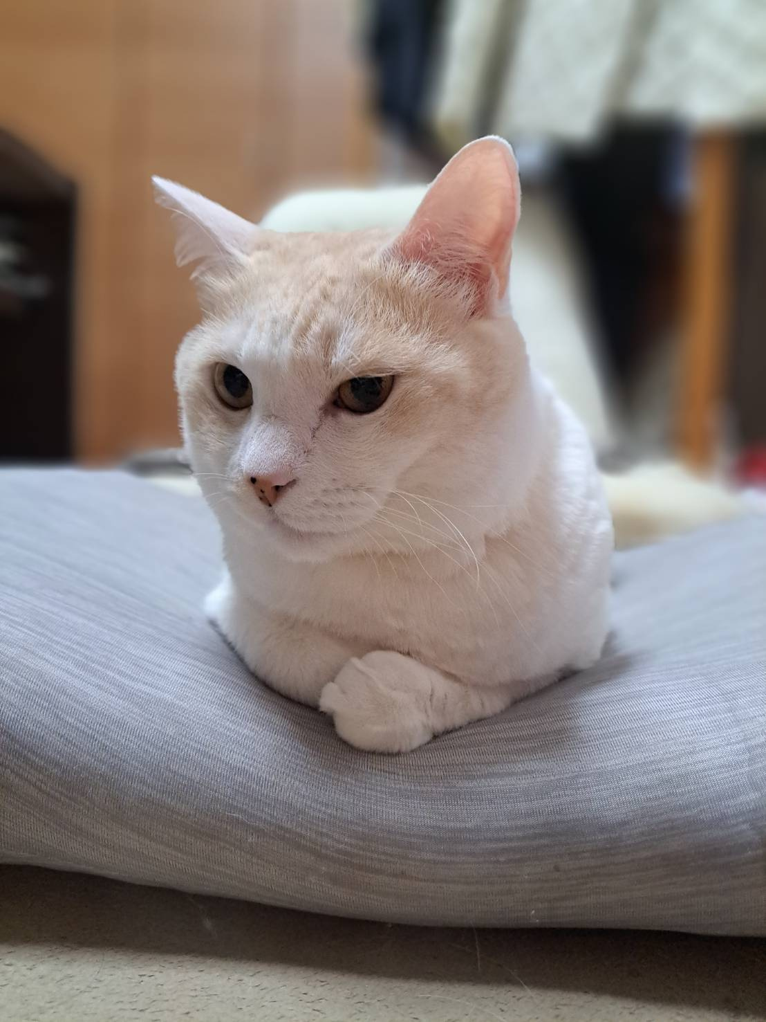 今日のねこの画像