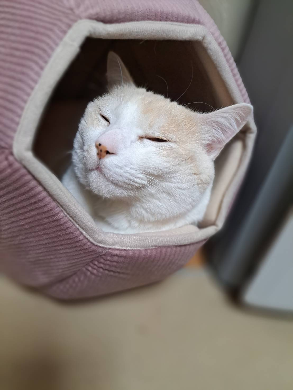 今日のネコの画像