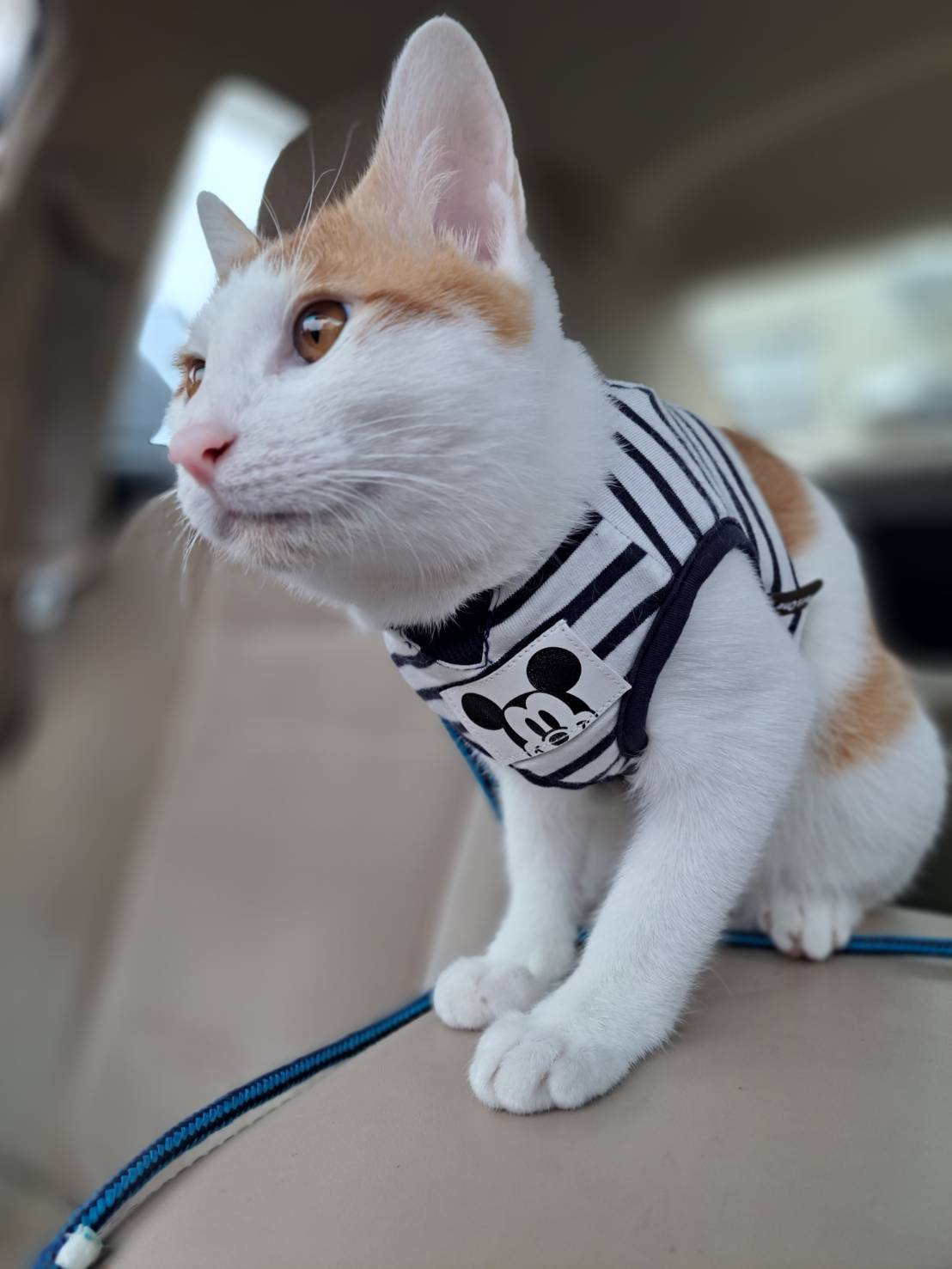 今日のネコの画像