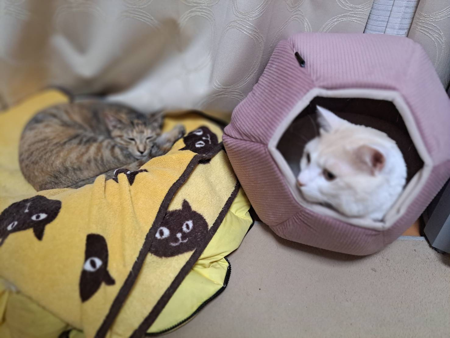 今日のネコの画像