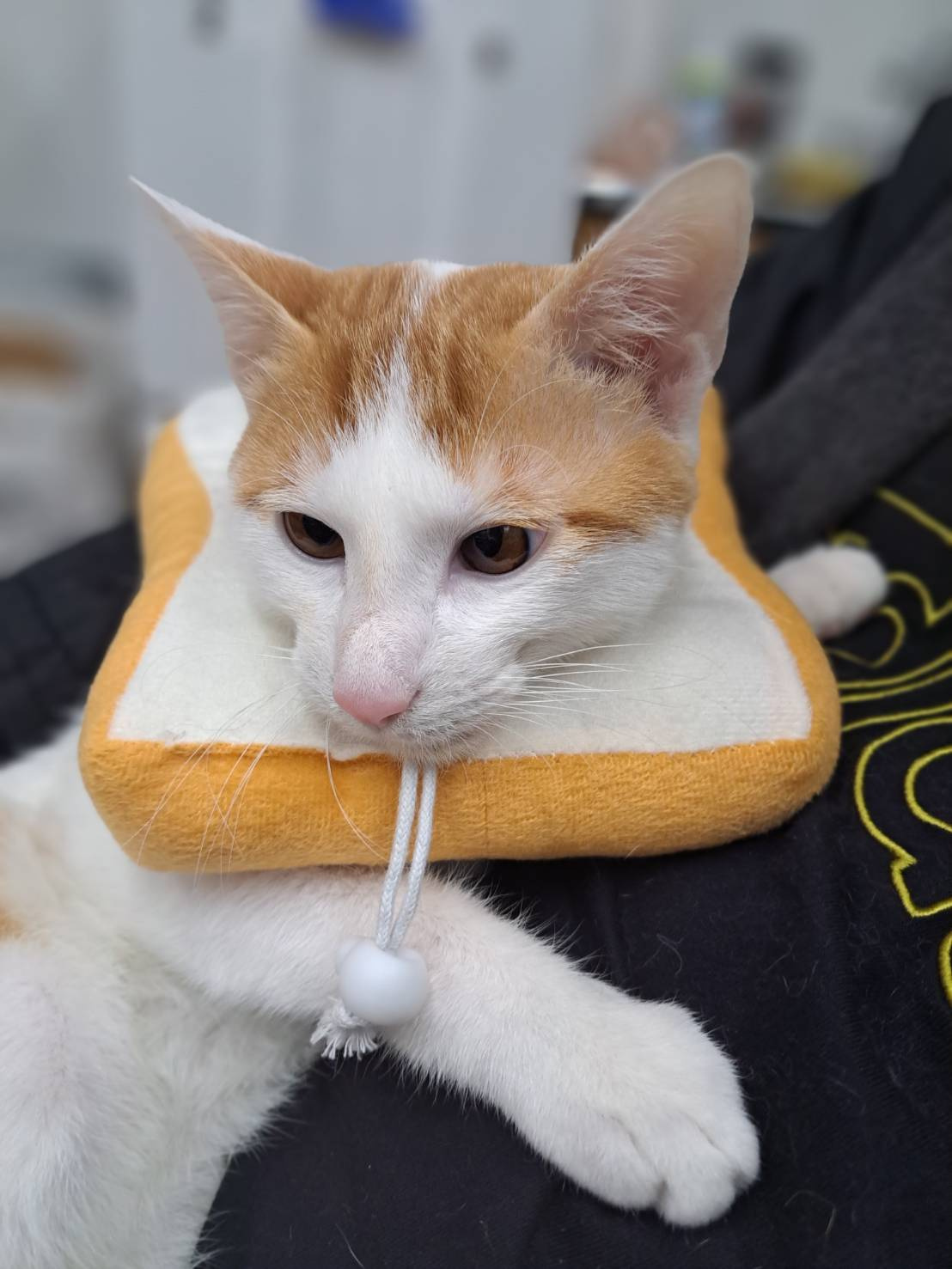 今日のねこの画像