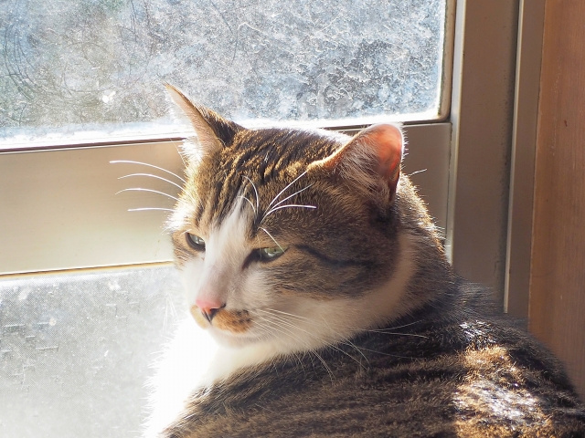 一戸建てで猫が脱走しやすい場所とは？対策や注意点を解説！の画像