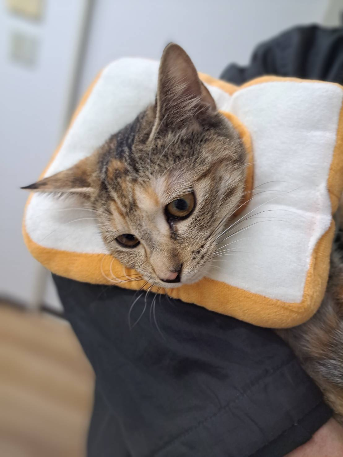 今日のねこの画像