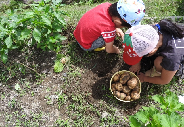 庭で簡単に始める家庭菜園とは？初心者向けの方法を解説の画像