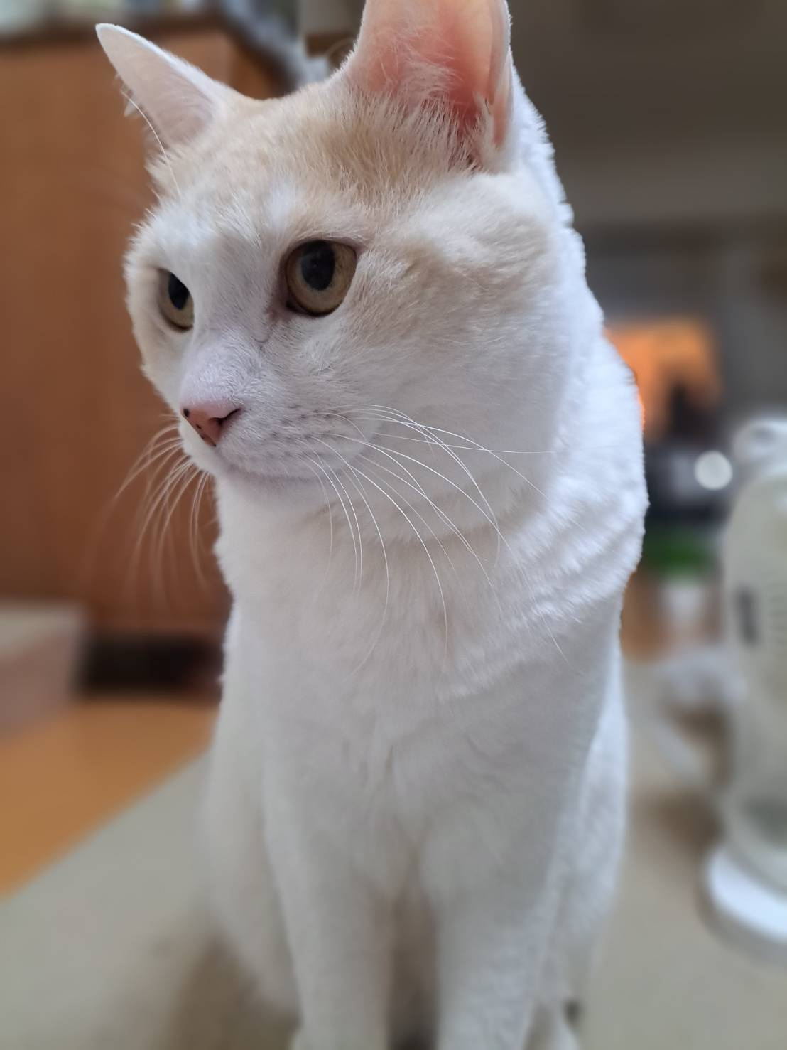 今日のネコの画像