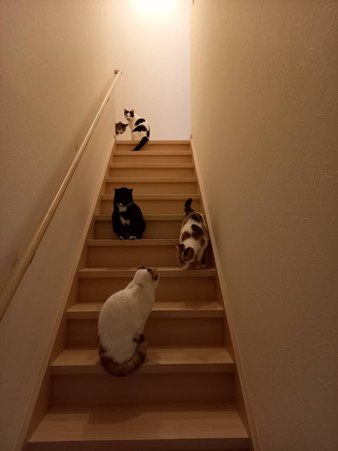 今日のねこの画像
