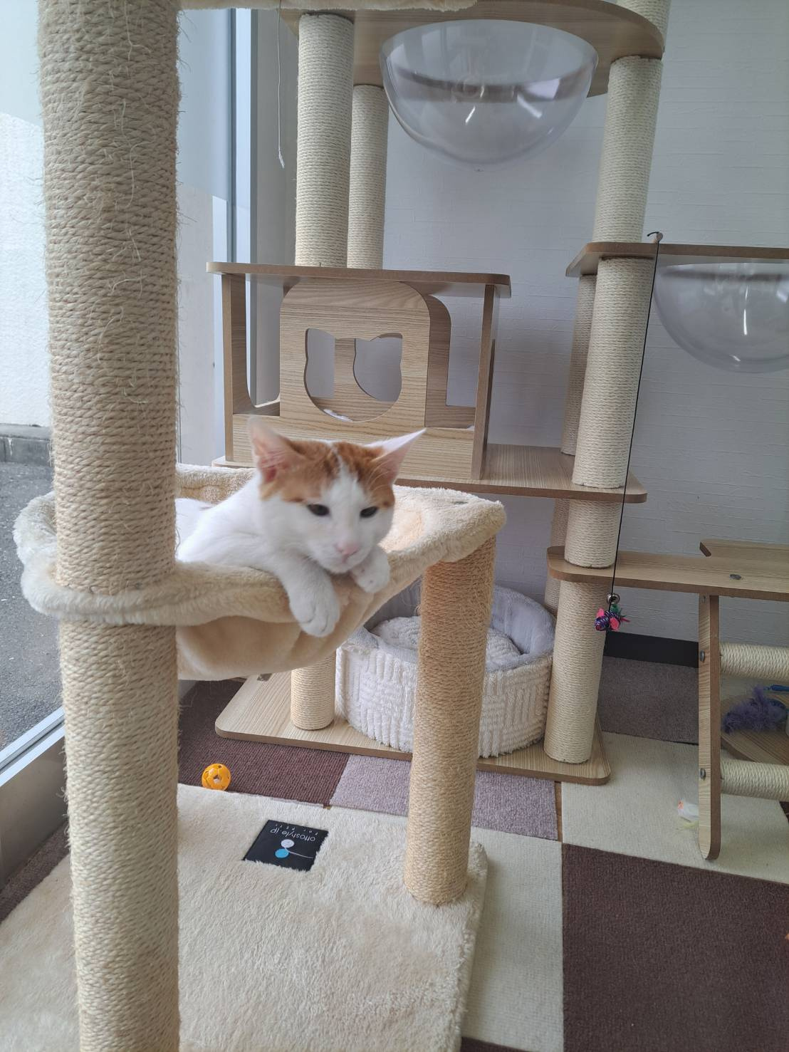 今日のねこの画像