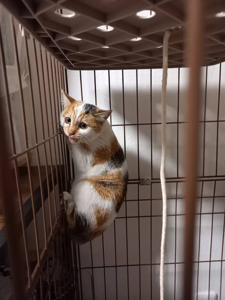 本日のねこの画像